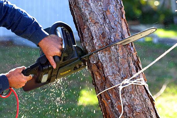Trusted Ashland, MO Tree Care Experts